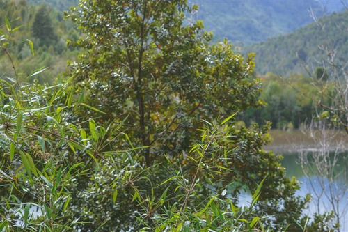 Imagen 5 de 6 de Agrícola En Venta En Cochamo