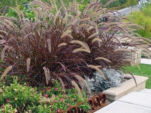 Planta Pennisetum Rubra Exterior Cola De Zorro 3lts