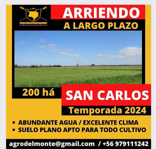 Arriendo 200 Ha, San Carlos