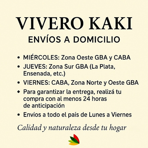 Helecho Arborescente En Maceta | Exótica | Vivero Kak -