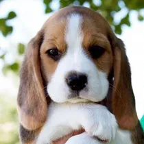 Comprar Beagle Tricolor 030