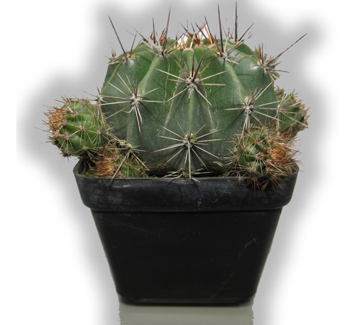 Cactus Natural ( Echinopsis Eyriesii )