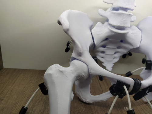 Pelvis Femenina Articulada Con Vertebra L4