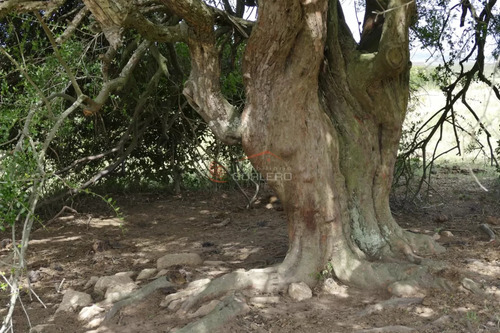 Ruta 39, A 47 Km De Punta Del Este, Venta De Campo Ganadero, Muy Panorámico Y Con Cañadas.