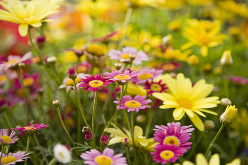 Margaritas, Florales De Jardin