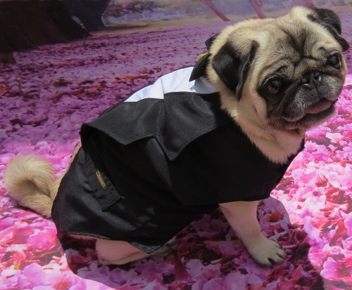 Imagem 5 de 9 de Roupa De Cachorro Ou Gato Para Casamento Terno Fraque Social