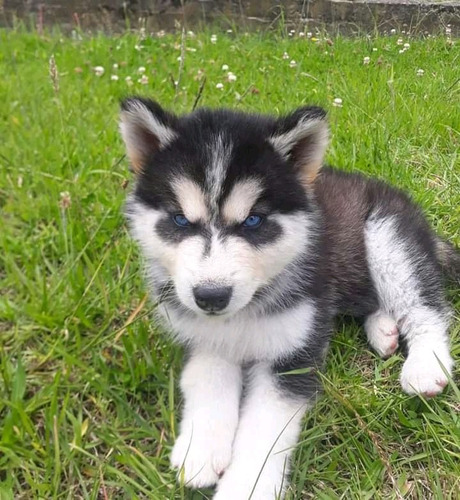 Cachorritos Husky Siberianos250$