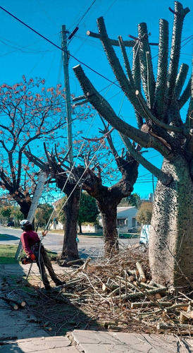 Imagen 3 de 10 de Poda De Árboles Tala Y Extraccion Palmera Whatsp 1528694955