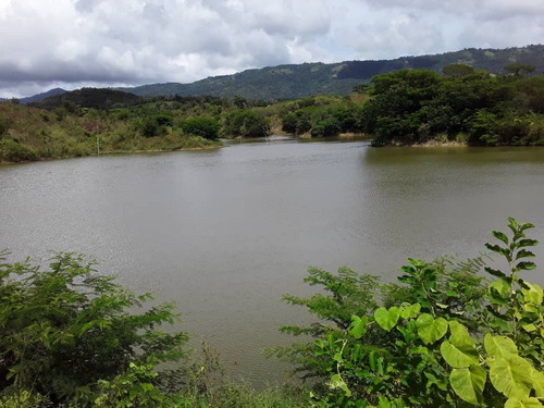 Imagen 4 de 30 de Se Vende Finca Agropecuaria De 300 Hectareas En Guarico Altagracia De Orituco Att-120