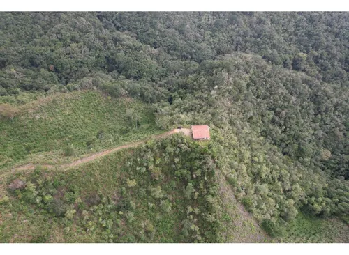 Finca Sembrada En Pino En El Municipio De Abejorral