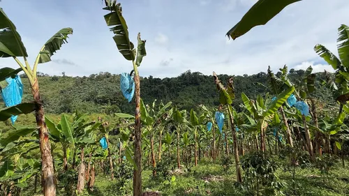 Finca Cafetera En Venta Calarca 14 Cuadras