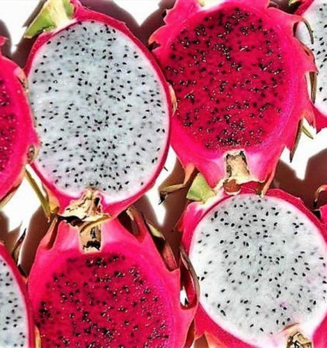 1 Muda De Pitaya Branca E 1 Vermelha Produzindo 