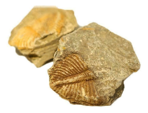 Imagen 4 de 9 de Cola Trilobites Matriz Fósil Era Dinosaurio Megalodon Cuarzo