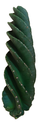 Cacto Parafuso Muda Nova