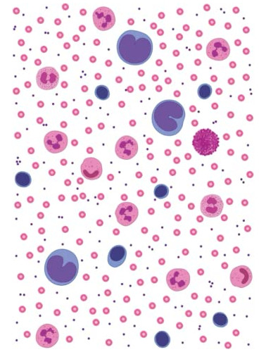 Libreta A4 Con Diseño De Celulas Sanguineas | 103 Paginas Re