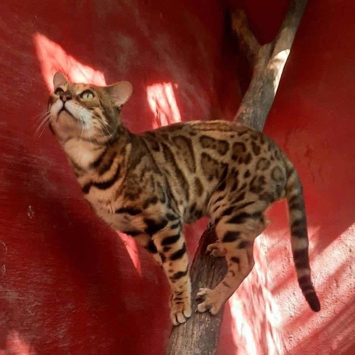 Gato Bengala/bengalí No Persa No Siamés Ni Exótico
