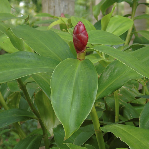 Chá De Cana D Brejo Costus Spicatus Swartz 100% Natural 100g