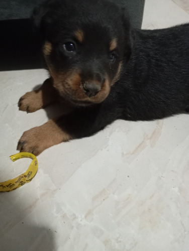 Vende Se Filhotes De Rottweiler Estão Com 48 Dias