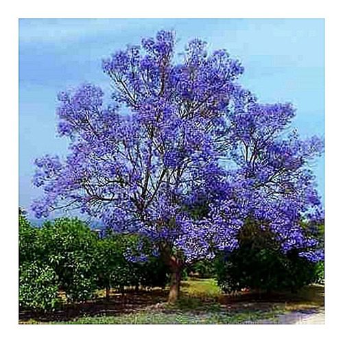 Kit 300 Sementes De Ipê + Jacarandá + Flamboyant P/ Mudas