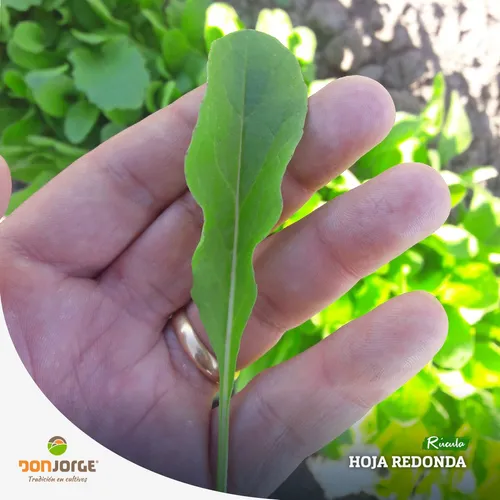 Semillas Rucula Baby - 250 Gramos Calidad Profesional
