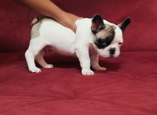 Lindo Filhote Bulldogue Frances C/ Pedigree Cbck Macho