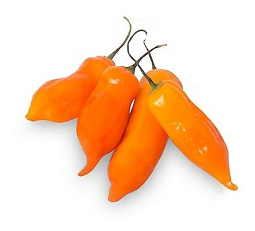 Semillas De Aji Peruano Naranja Organicas Ideal Huerta