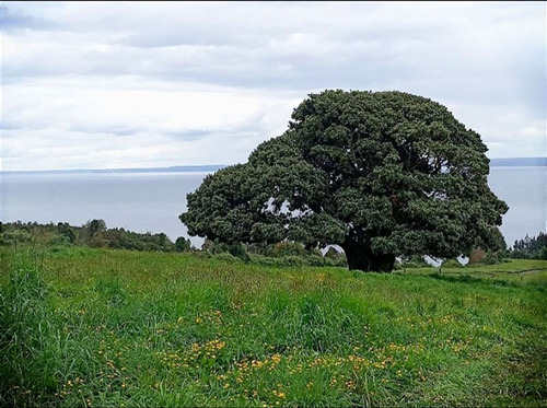 Venta Parcela Entre Puerto Varas Y Ensenada/ Vista Y Acceso 