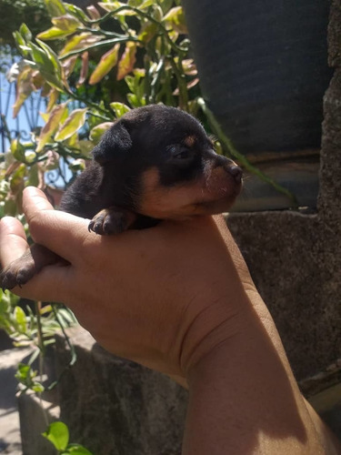 Imagen 1 de 2 de Cachorra Pincher Cachorros