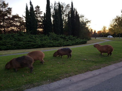 Imagen 3 de 8 de Terreno - Carpinchos
