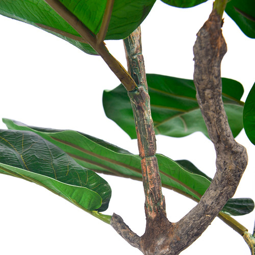 Planta Decorativa Artificial, Exterior, Interior Fiddle Fig