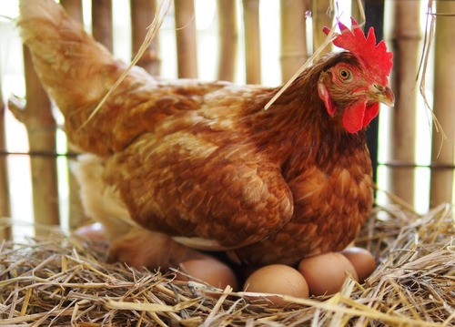 Gallinas Ponedoras