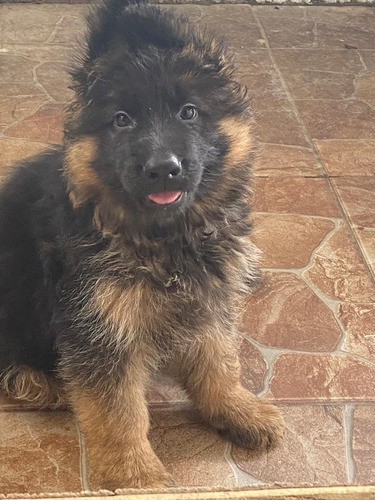 Imagen 8 de 10 de Cachorros Ovejero Alemán
