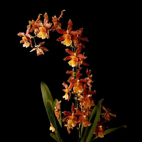 Orquídea Oncidium (odontocidium) Catatante Planta Adulta | MercadoLivre