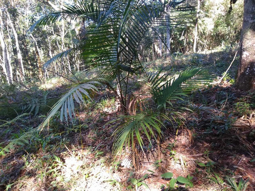 Imagem 7 de 14 de Lindo Terreno Com Otima Topografia Px Ão Centro