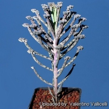 Kalanchoe Bryophyllum Delagoense