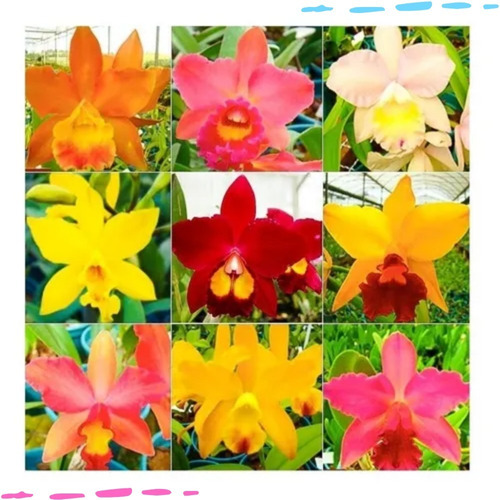 Kit 10 Mudas Pre Adultas Orquídeas Cattleya Promocao | Parcelamento sem  juros