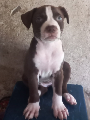 Cachorro Pit Bull