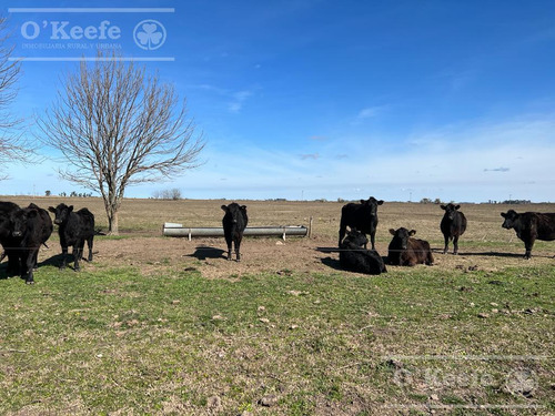 Campo En Venta 133 Has En Magdalena - Mixto.