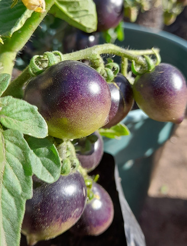 15 Semillas De Tomate Microenano Blaue Zimmer