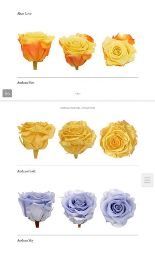 Imagen 4 de 10 de Rosas Eternas (preservadas)