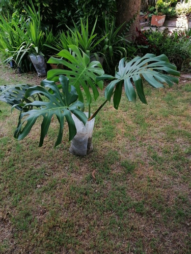 Imagen 10 de 10 de Monstera Deliciosa