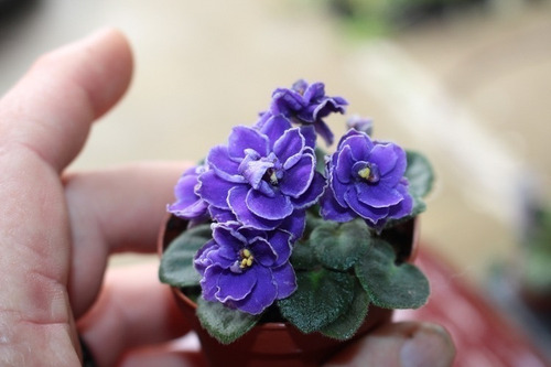 Violetas Africanas Enanas Paq 12 Pzas Varios Colores (Usado)