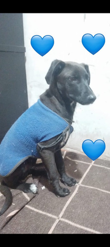 Cachorro Tomi, 5 Meses De Ternurita Total, Medianito, Un Sol