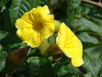 Muda De Rosa De Madeira Hawaiian Woodrose Ipomoea Tuberosa | MercadoLivre