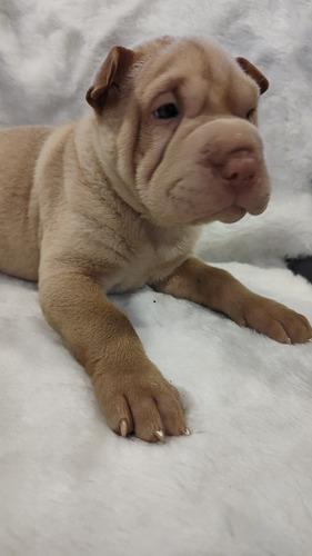 Cachorro Sharpei 