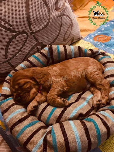 Cachorros Cocker Spaniel Inglés