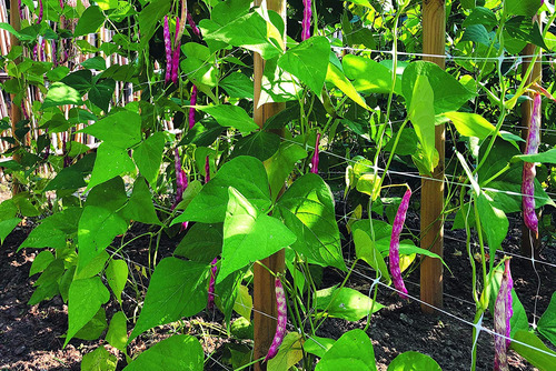 Hortonova Sm Plant Trellis Net, 79 X 30', Blanco.