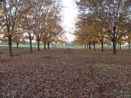 Imagen 13 de 14 de Chacra 12 Hectáreas Con Plantación De Pecanes