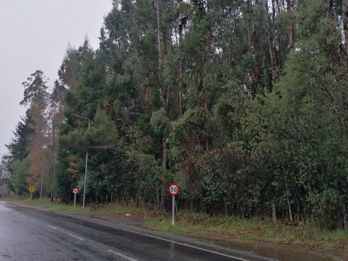 Campo Forestal Con Eucaliptos, De 67 Hás En Reumén, Paillaco