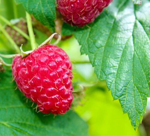 15 Semillas De Frambuesa Roja - Rubus Idaeus Codigo 969